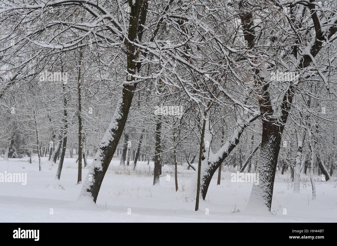 Winter landscape with snow covered trees Stock Photo - Alamy