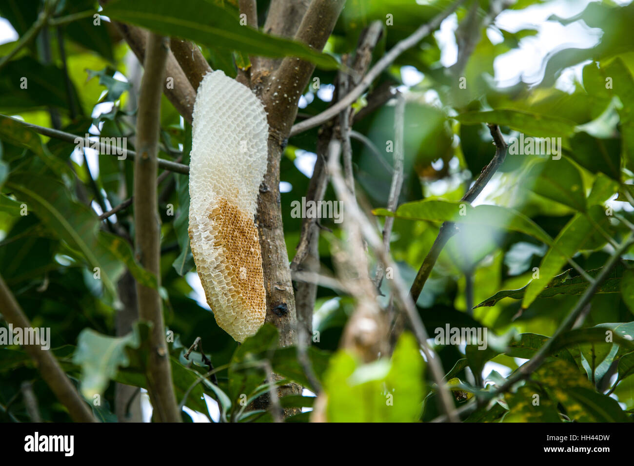 honeycomb deserted on a tree Stock Photo