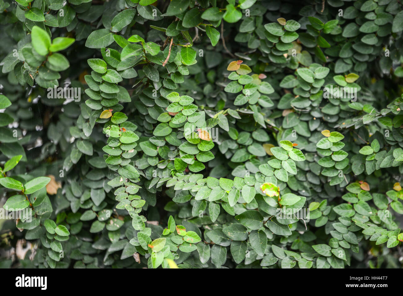 leaves of ivy covering the wall Stock Photo Alamy