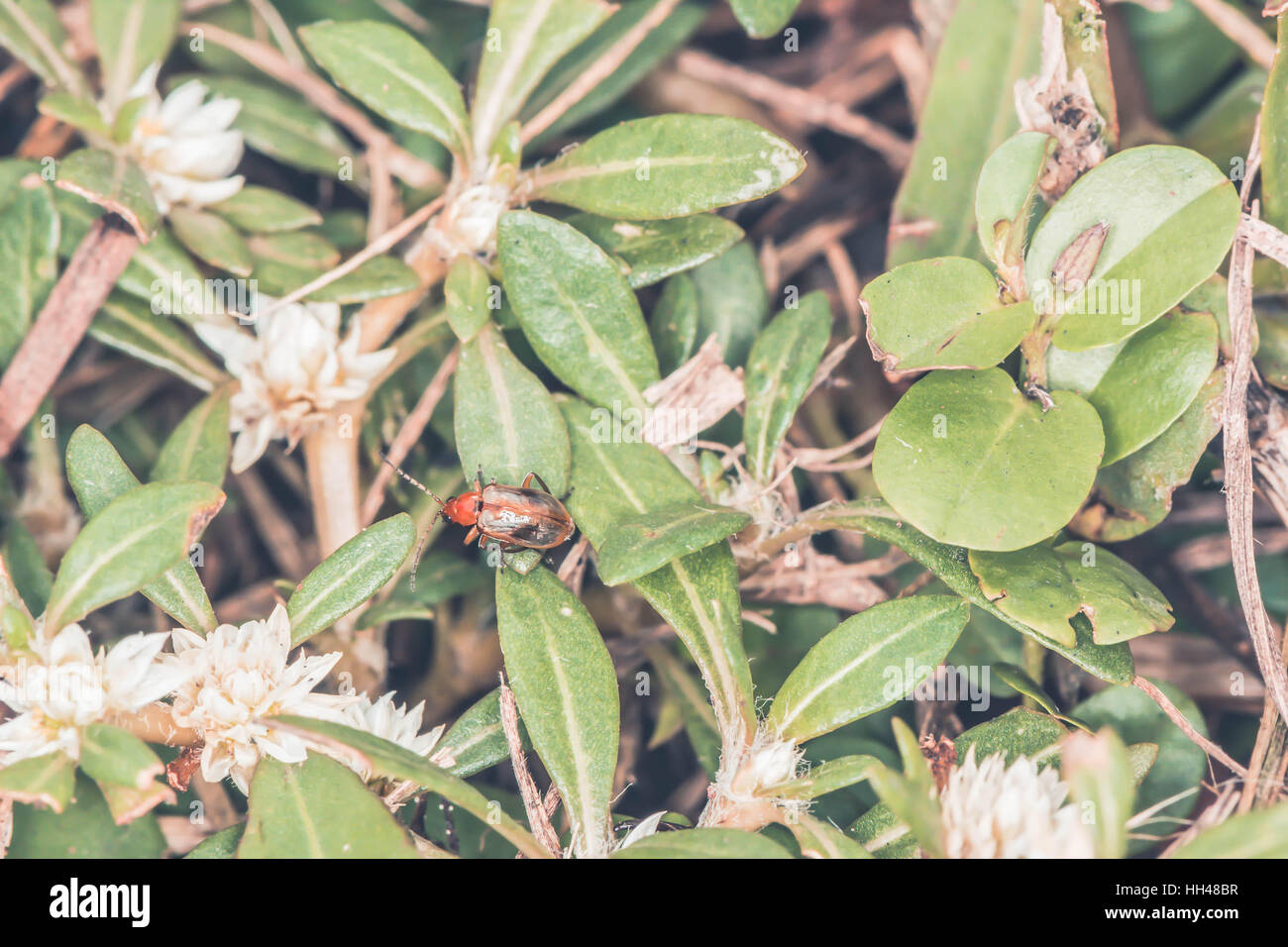 red insect in forest tone summer for background Stock Photo - Alamy