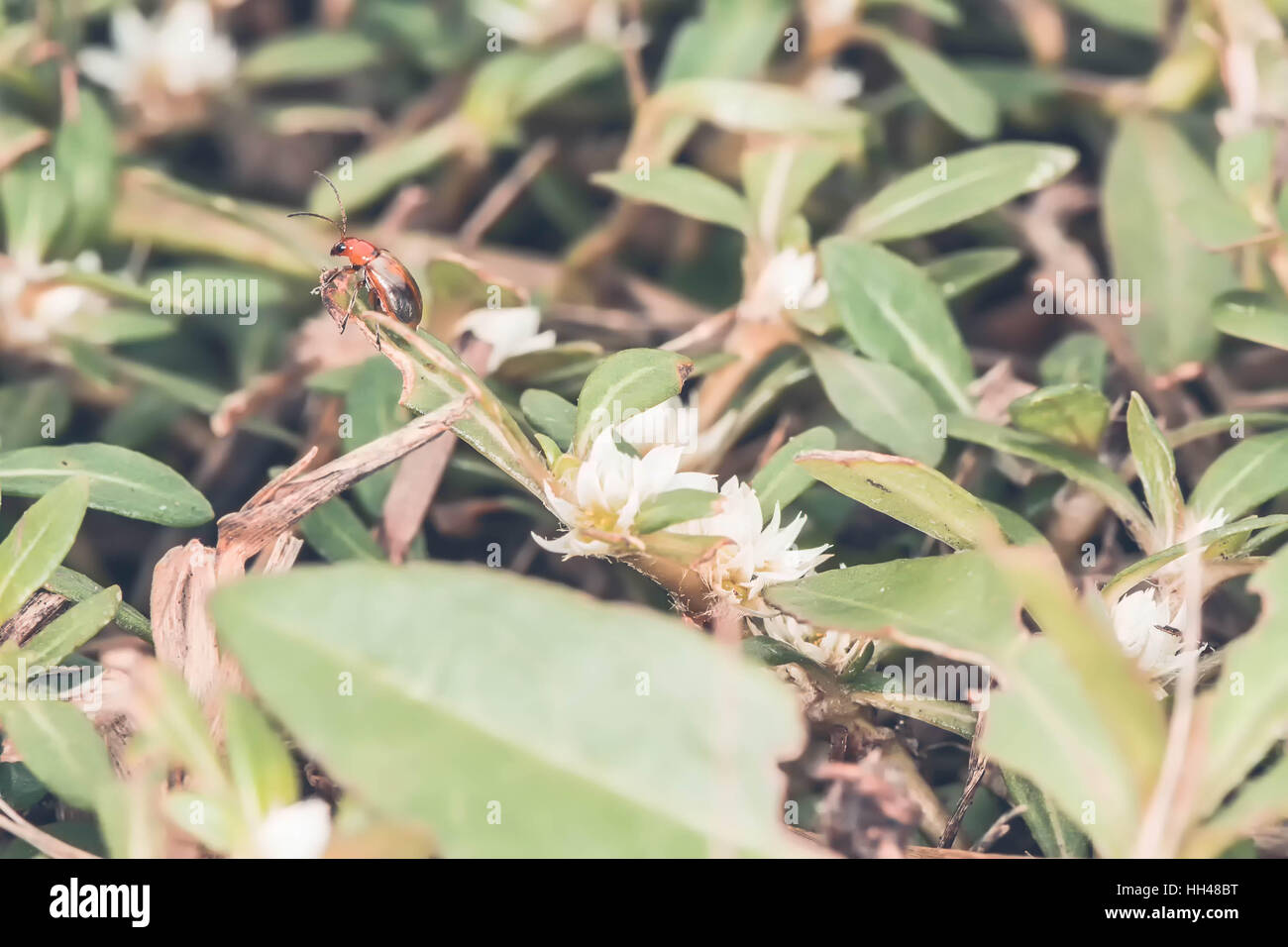 red insect in forest tone summer for background Stock Photo - Alamy