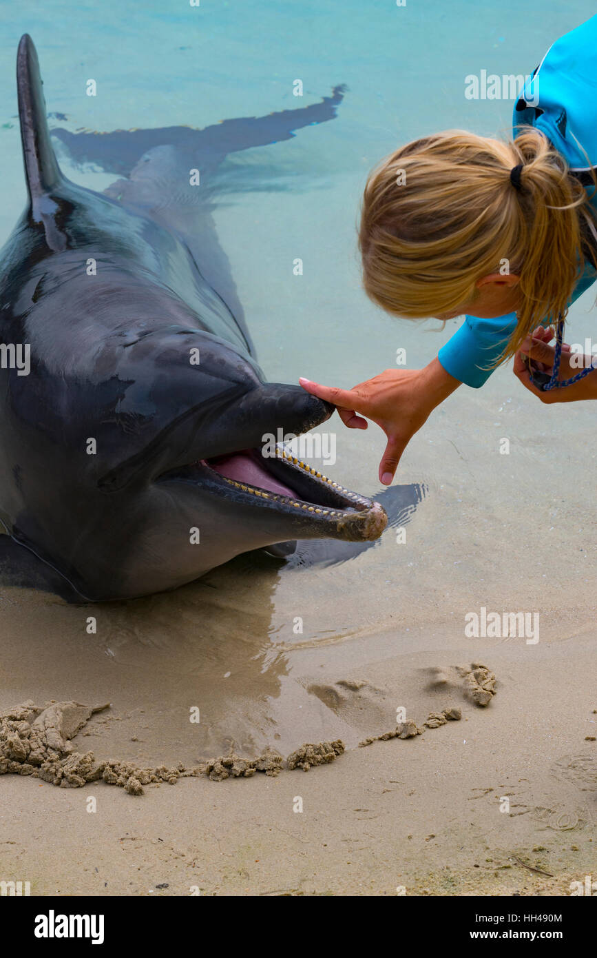 Aquarium trainer and Dolphin, Gold Coast, Australia Stock Photo Alamy