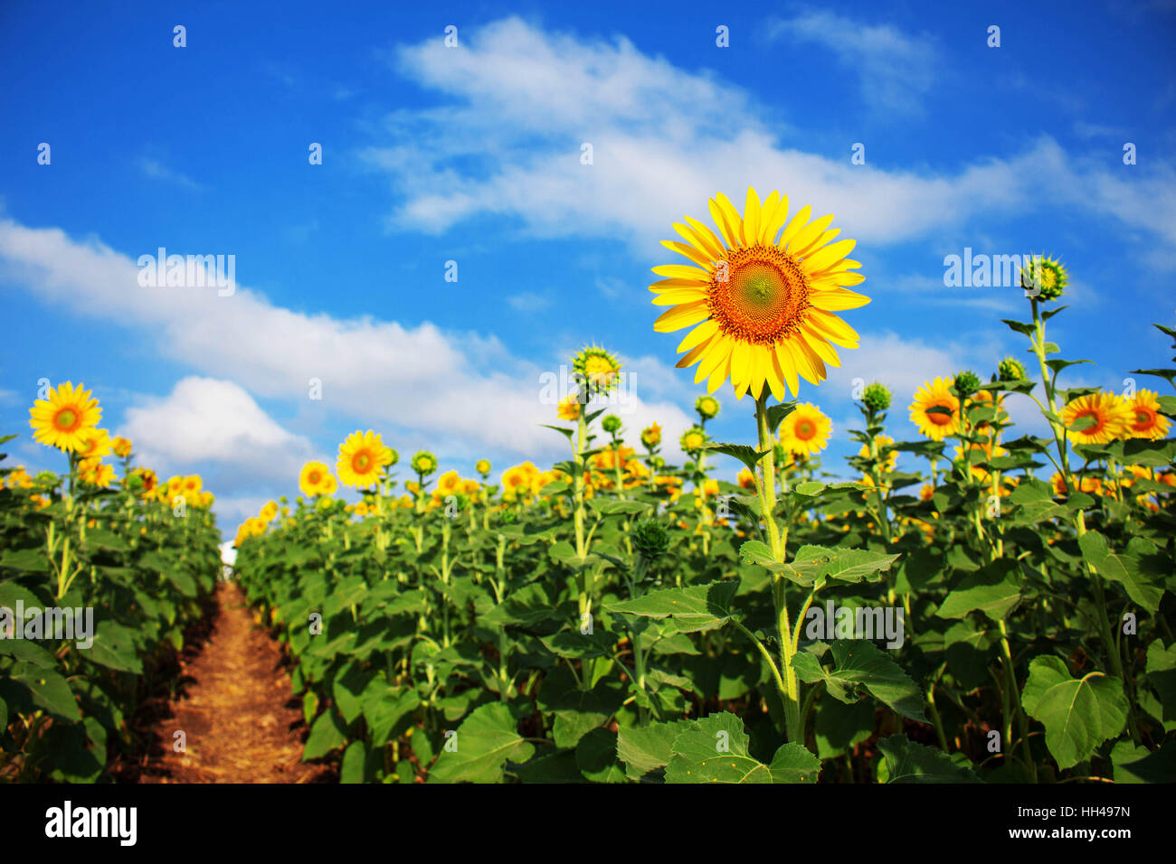 Sunflower on field with the blue sky Stock Photo - Alamy
