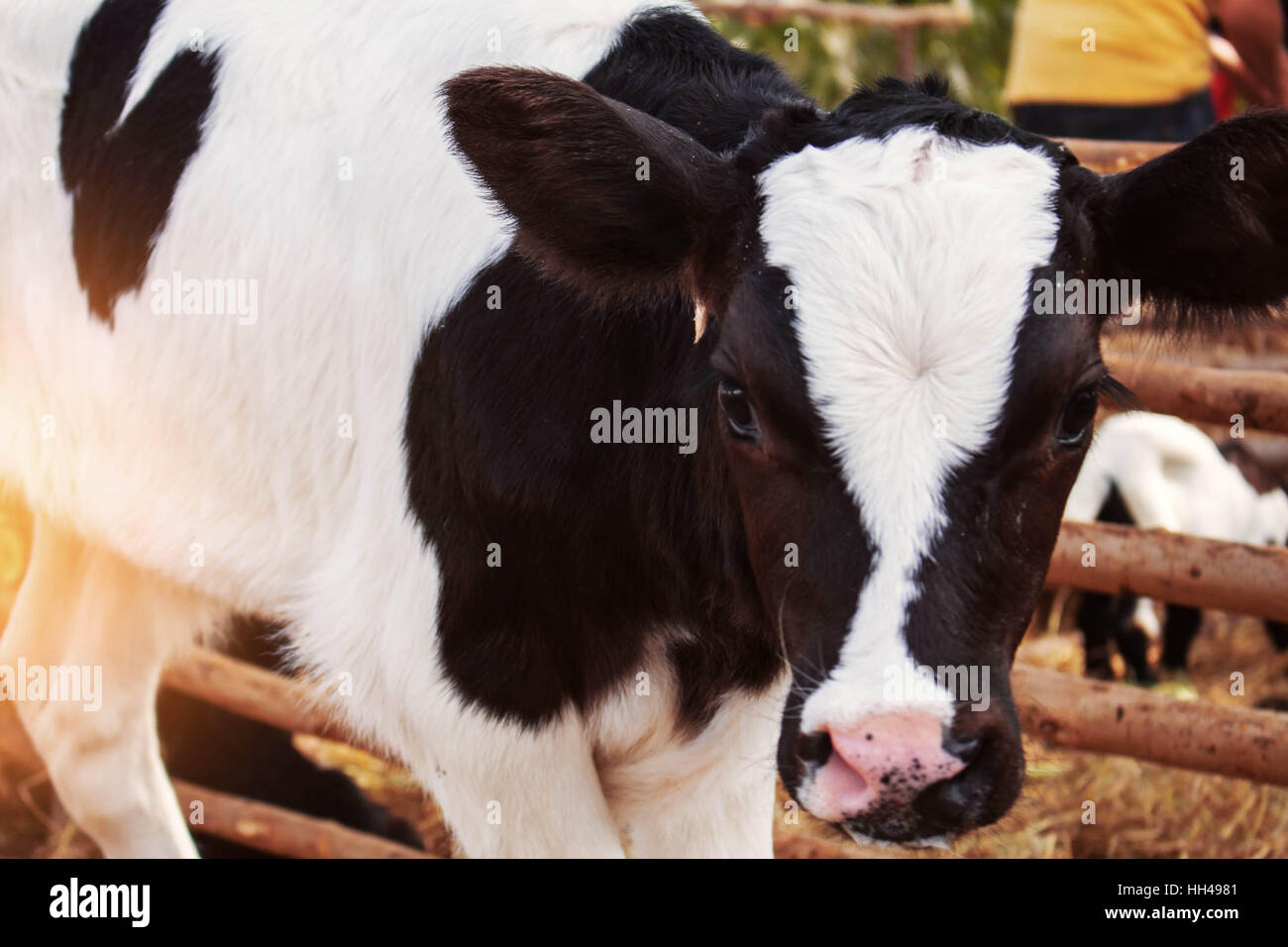 Black beef cow standing hi-res stock photography and images - Alamy