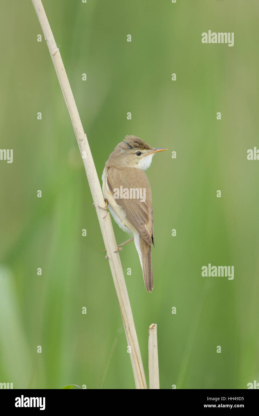 Eurasian Reed Warbler (Acrocephalus scirpaceus), a brown warbler perched on a  reed at a Suffolk nature reserve Stock Photo