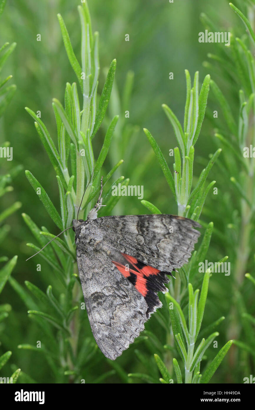 Red Underwing (Catocala nupta), a large moth with a striking red underwing, perched on a Rosemary (Rosmarinus officinalis) bush Stock Photo