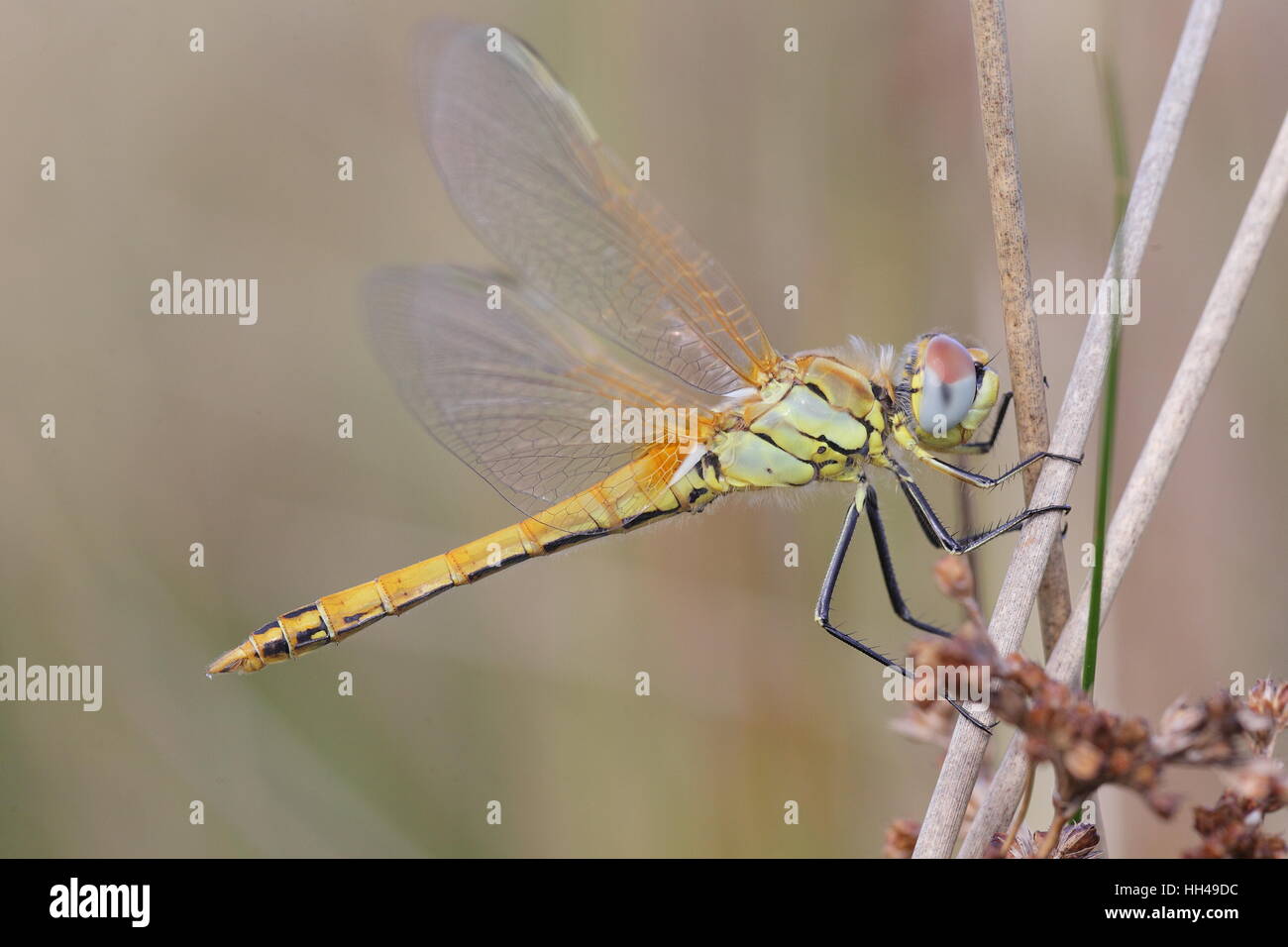 Red-veined Darter (Sympetrum fonscolombii) - a locally bred immature perched on a stem; a rare dragonfly in Britain Stock Photo