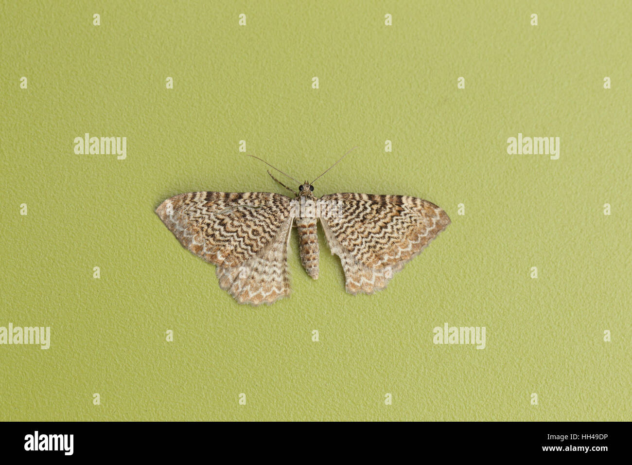 Scallop Shell (Hydria undulata), an attractive striped moth on a plain green background, in a suburban garden Stock Photo