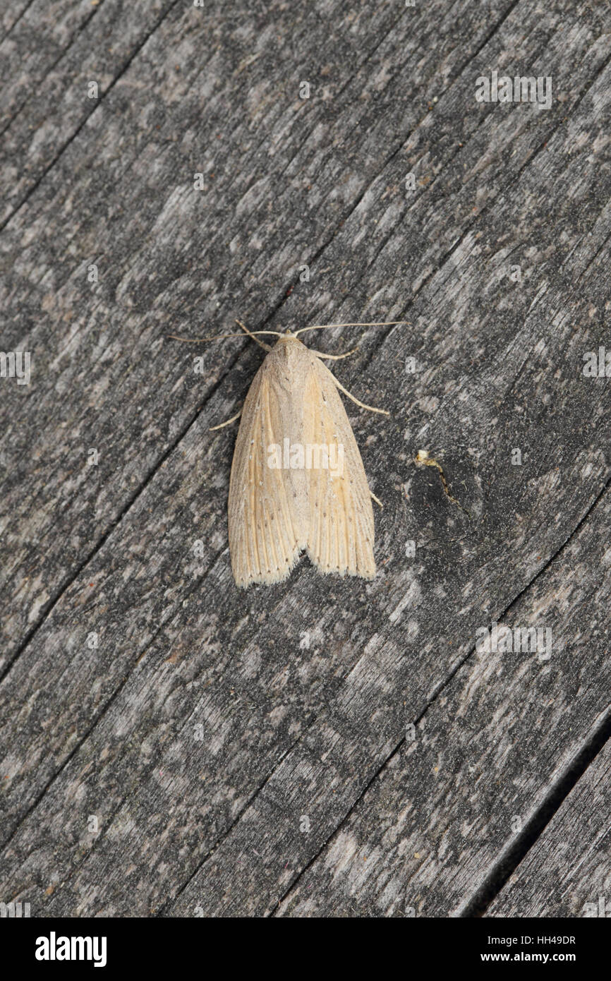 Silky Wainscot (Chilodes maritima), a local moth of fens and reedbeds, on a background of grey wood Stock Photo