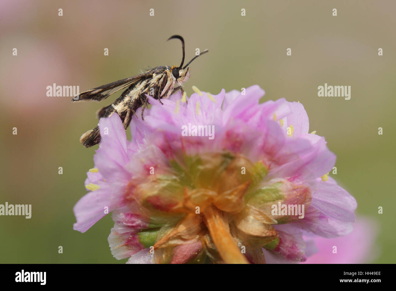 Thrift Clearwing (Pryopteron muscaeformis), a tiny wasp-mimic moth, perched on Thrift (Armeria maritima) Stock Photo