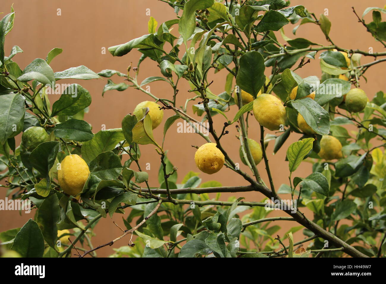 Zitronen sommer süden hi-res stock photography and images - Alamy