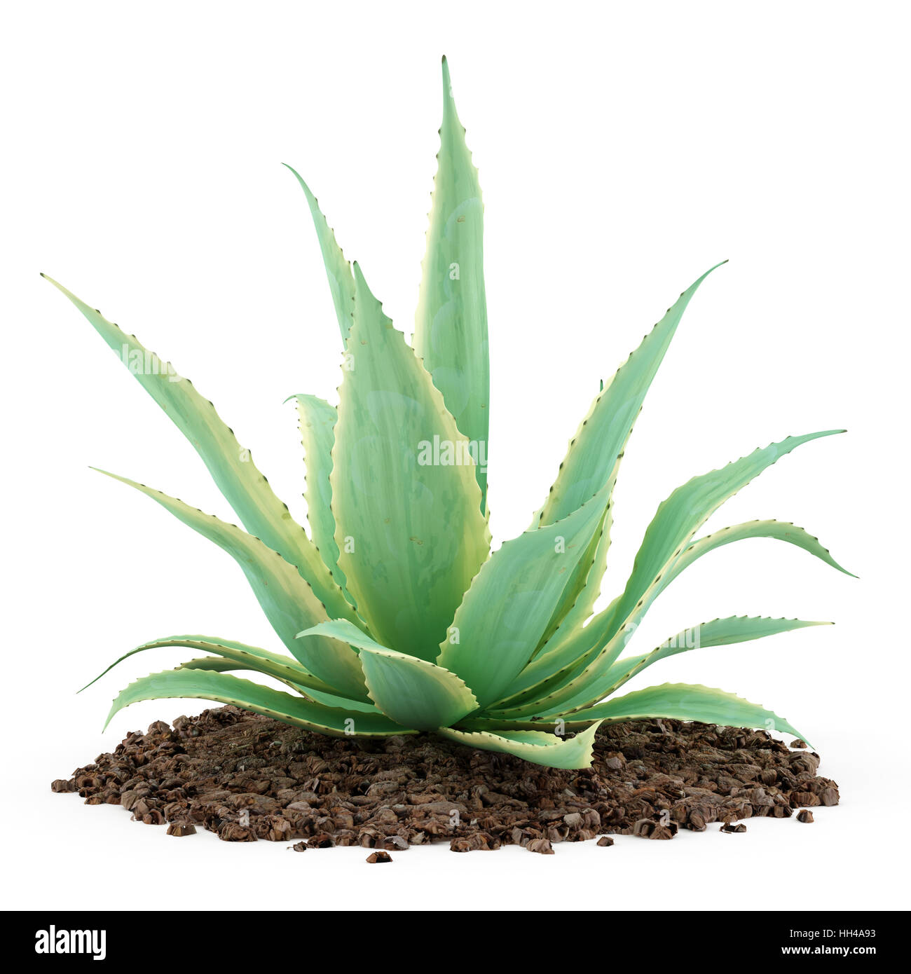 aloe plant isolated on white background Stock Photo - Alamy