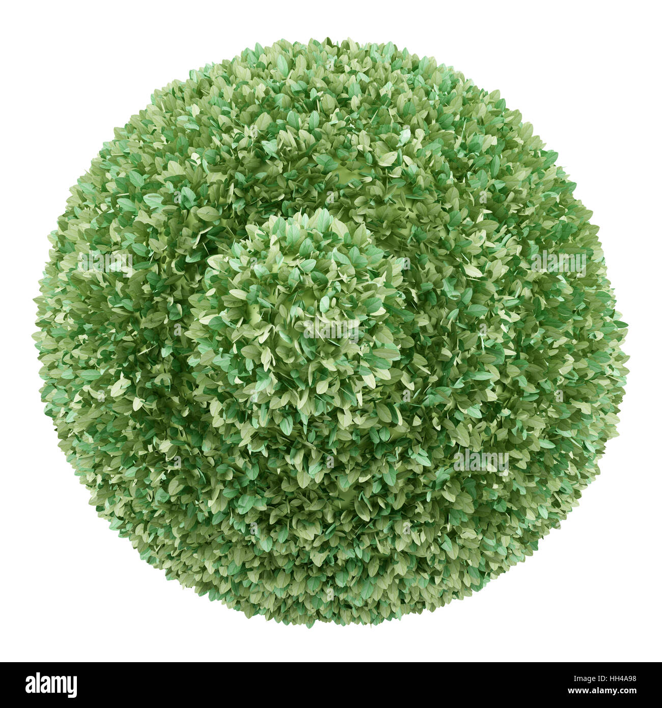 top view of boxwood plant isolated on white background Stock Photo - Alamy