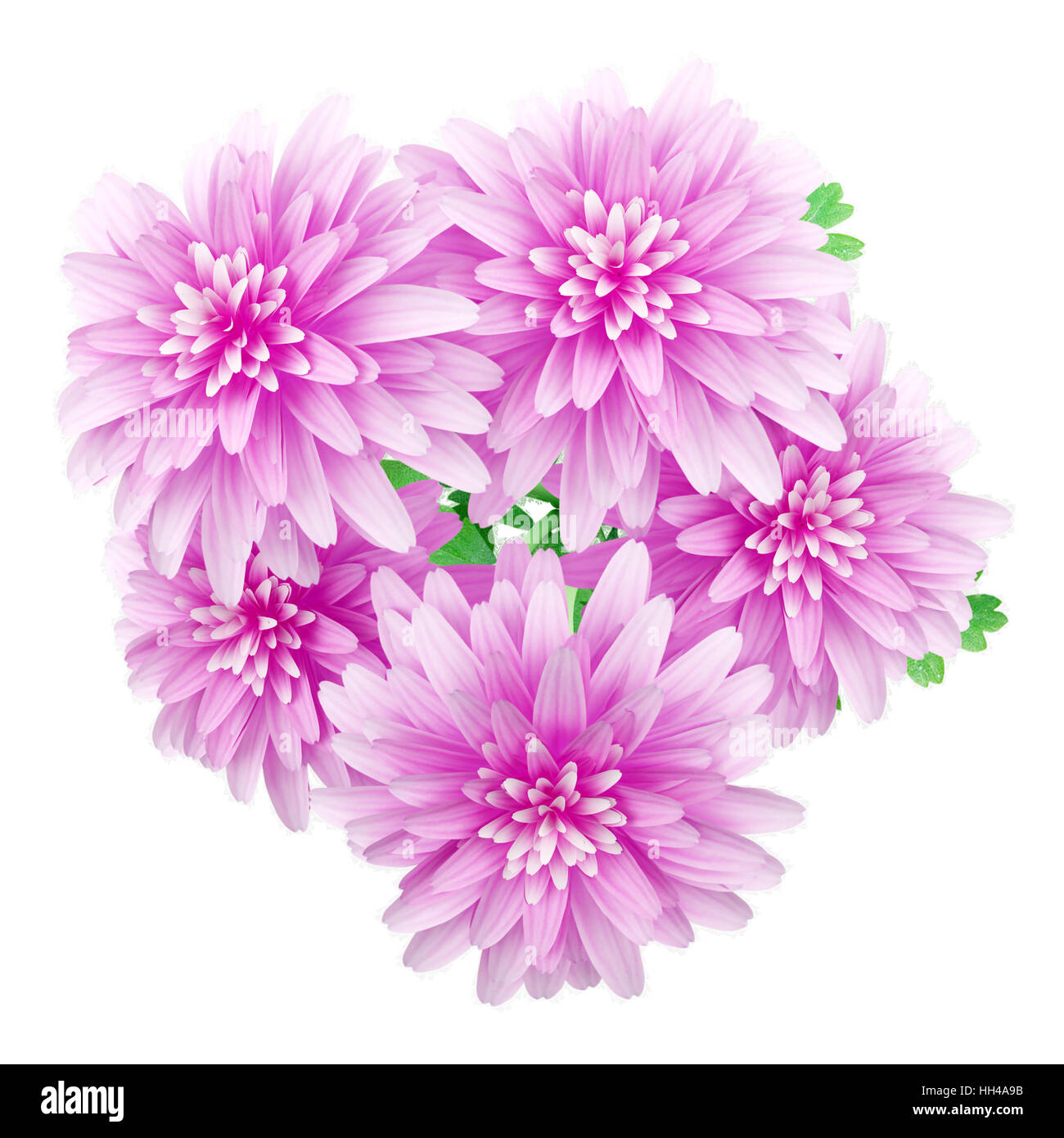 top view of pink chrysanthemum flower isolated on white background Stock Photo