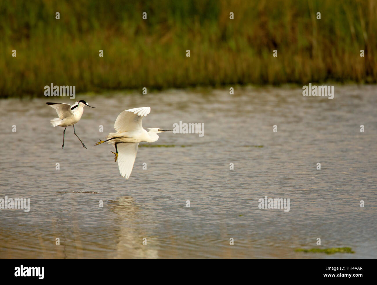 Avocet  (Recurvirostra avosetta) chasing off a little egret (Egretta garzetta) from its nest area. Stock Photo