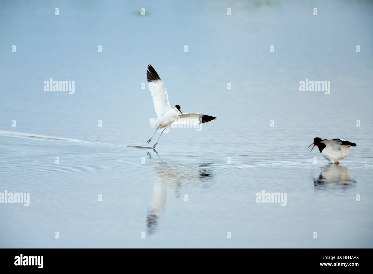 Aggressive avocet behavior driving off an oystercatcher from its nest area. Feet swishing, see description. Stock Photo