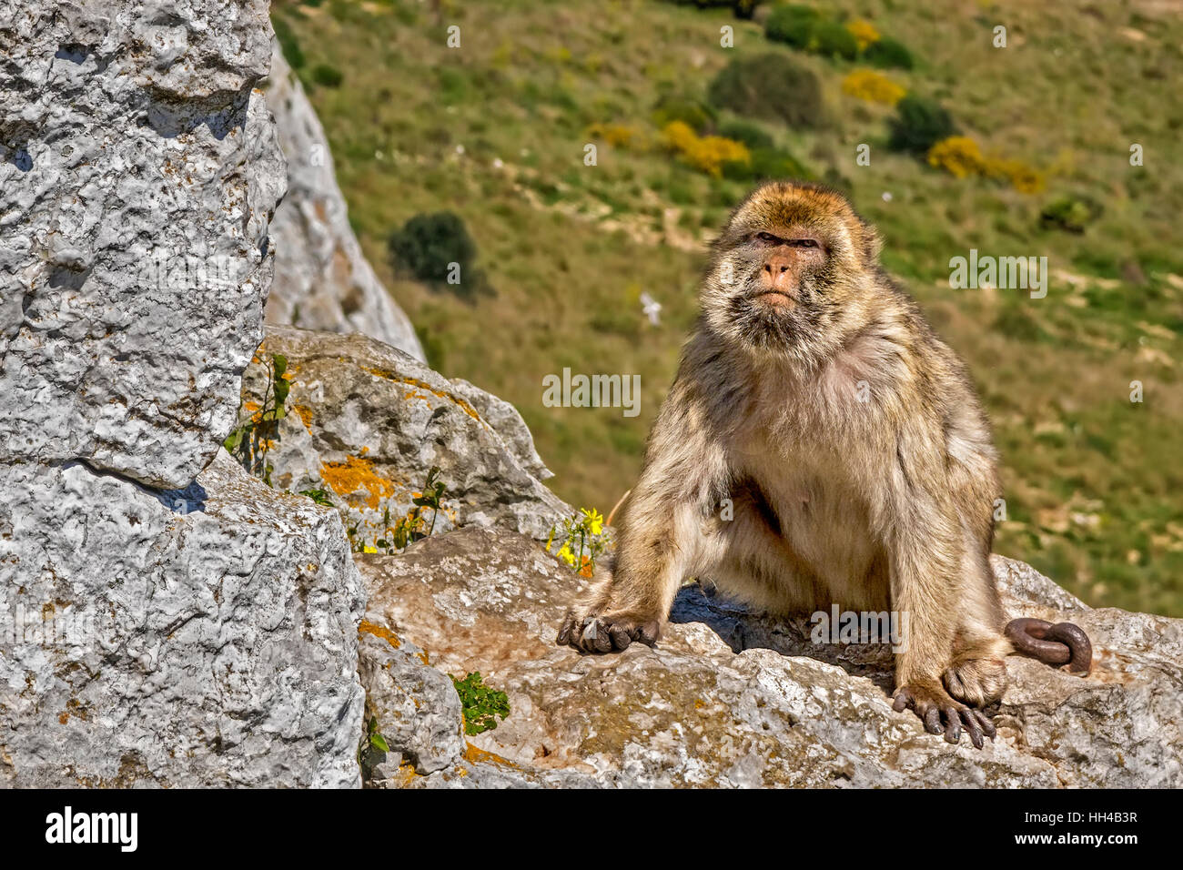 Barbary Apes (Macaca sylvanus) Upper Rock, Gibraltar Stock Photo