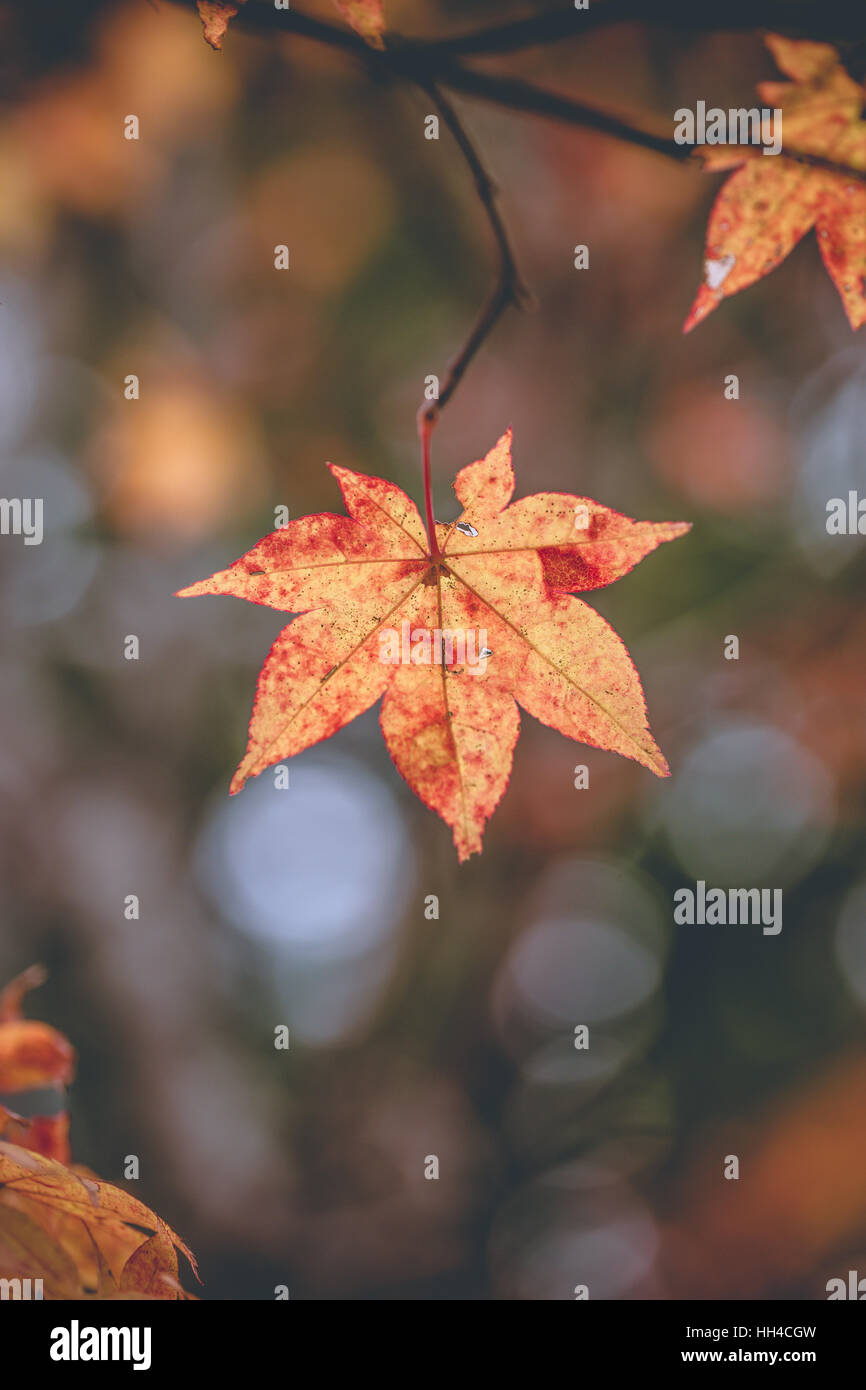 Orange maple tree in full sun hi-res stock photography and images - Alamy