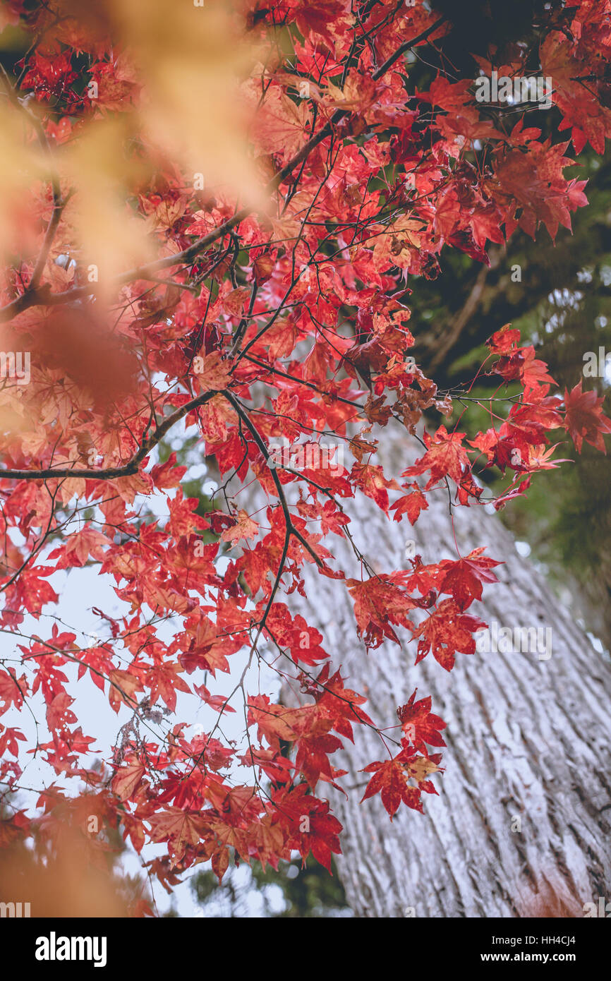 Orange maple tree in full sun hi-res stock photography and images - Alamy