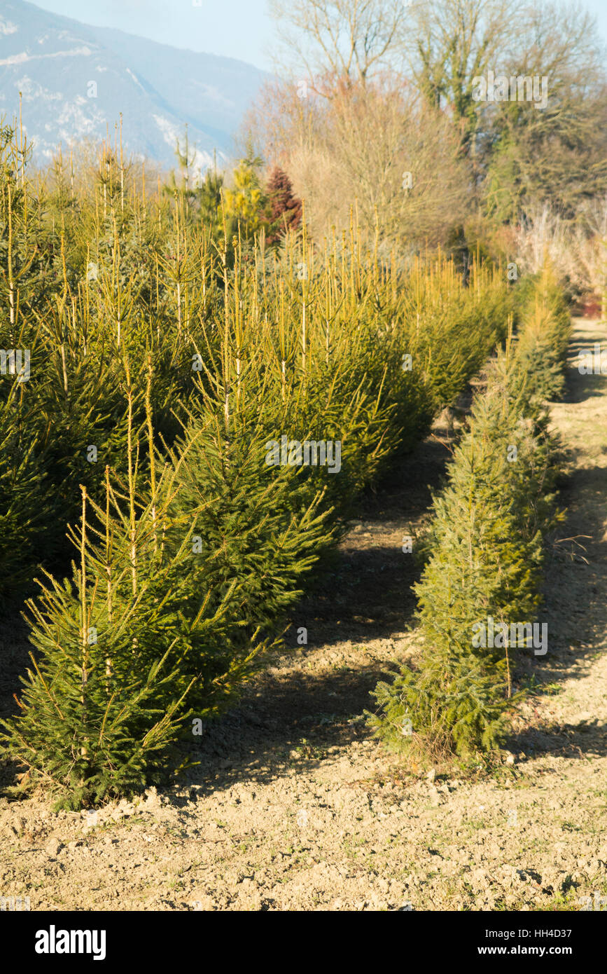 Norway spruce grown for christmas hires stock photography and images