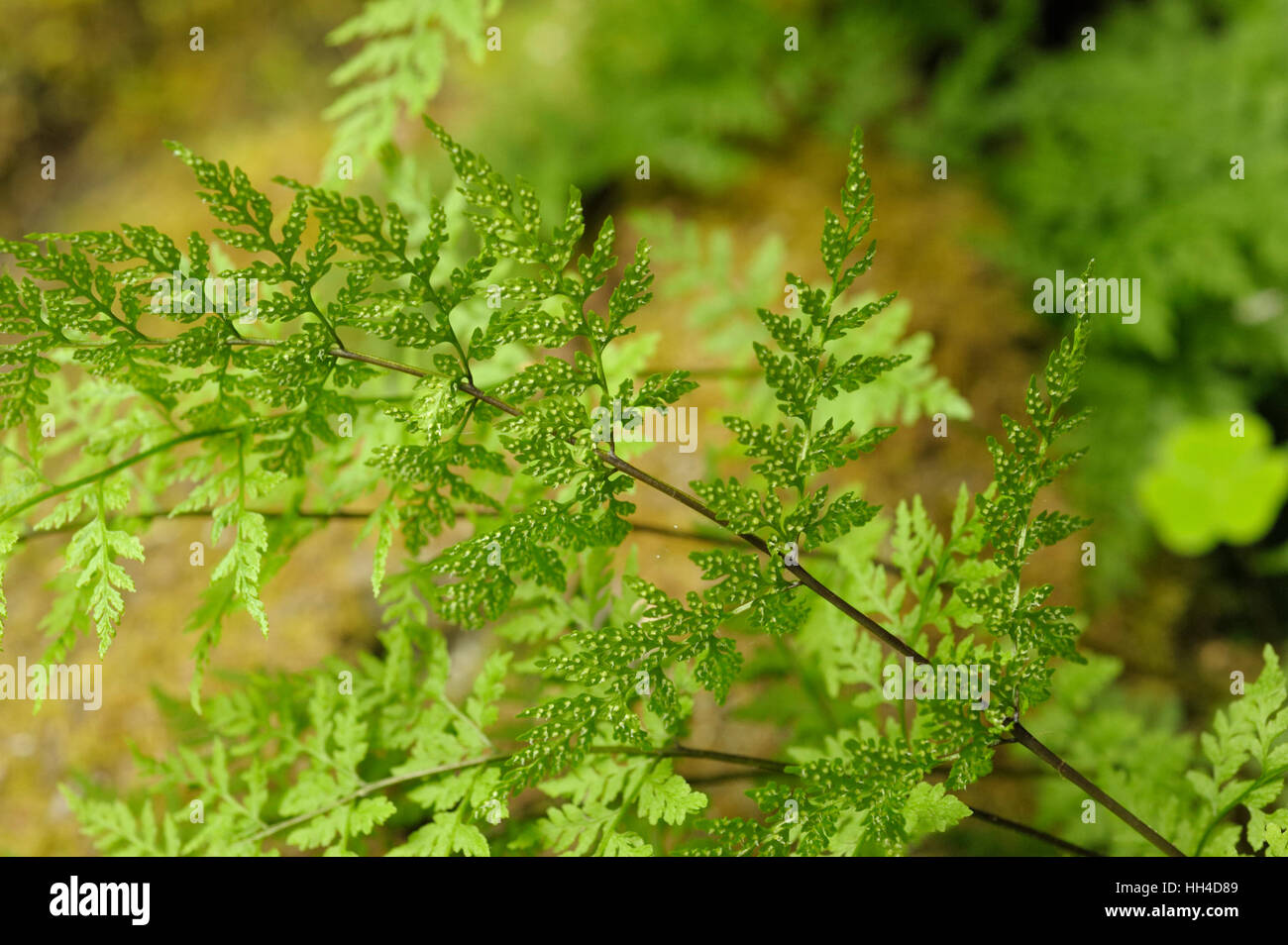 Brittle Bladder-fern, Cystopteris fragilis Stock Photo