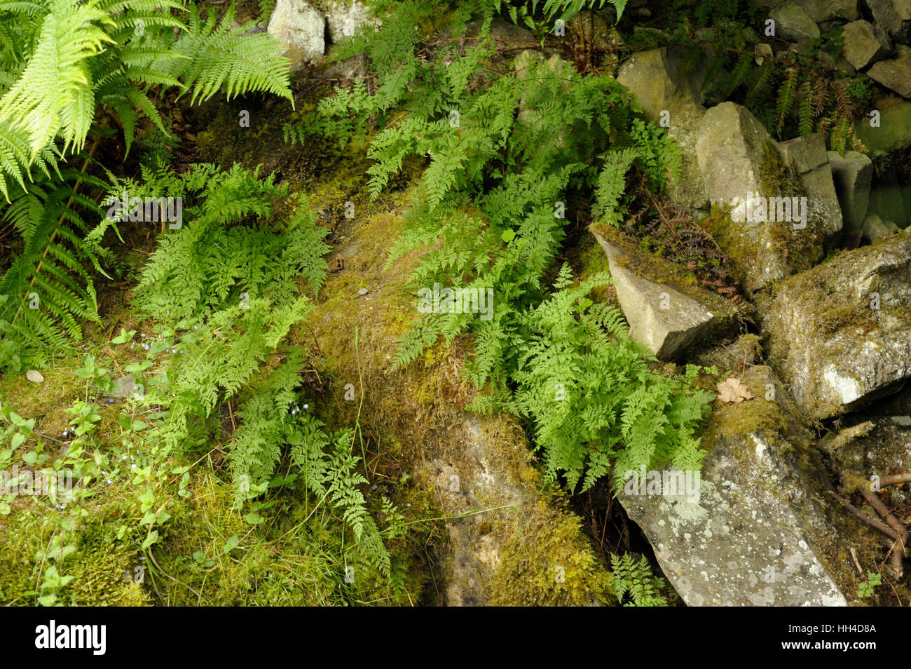 Brittle Bladderfern, Cystopteris fragilis Stock Photo Alamy