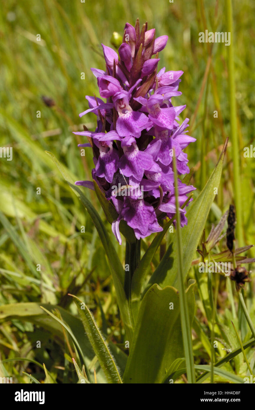 Northern Marsh-orchid, Dactylorhiza purpurella Stock Photo