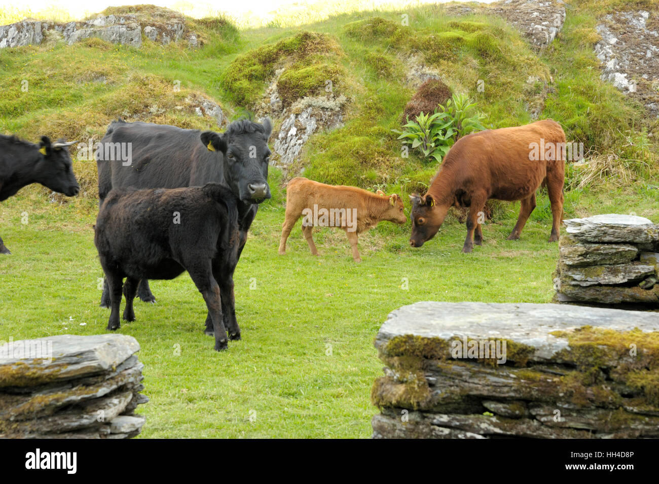 Dexter Cattle Stock Photo