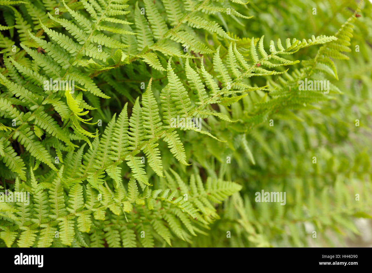 Mountain Male-fern, Dryopteris oreades Stock Photo