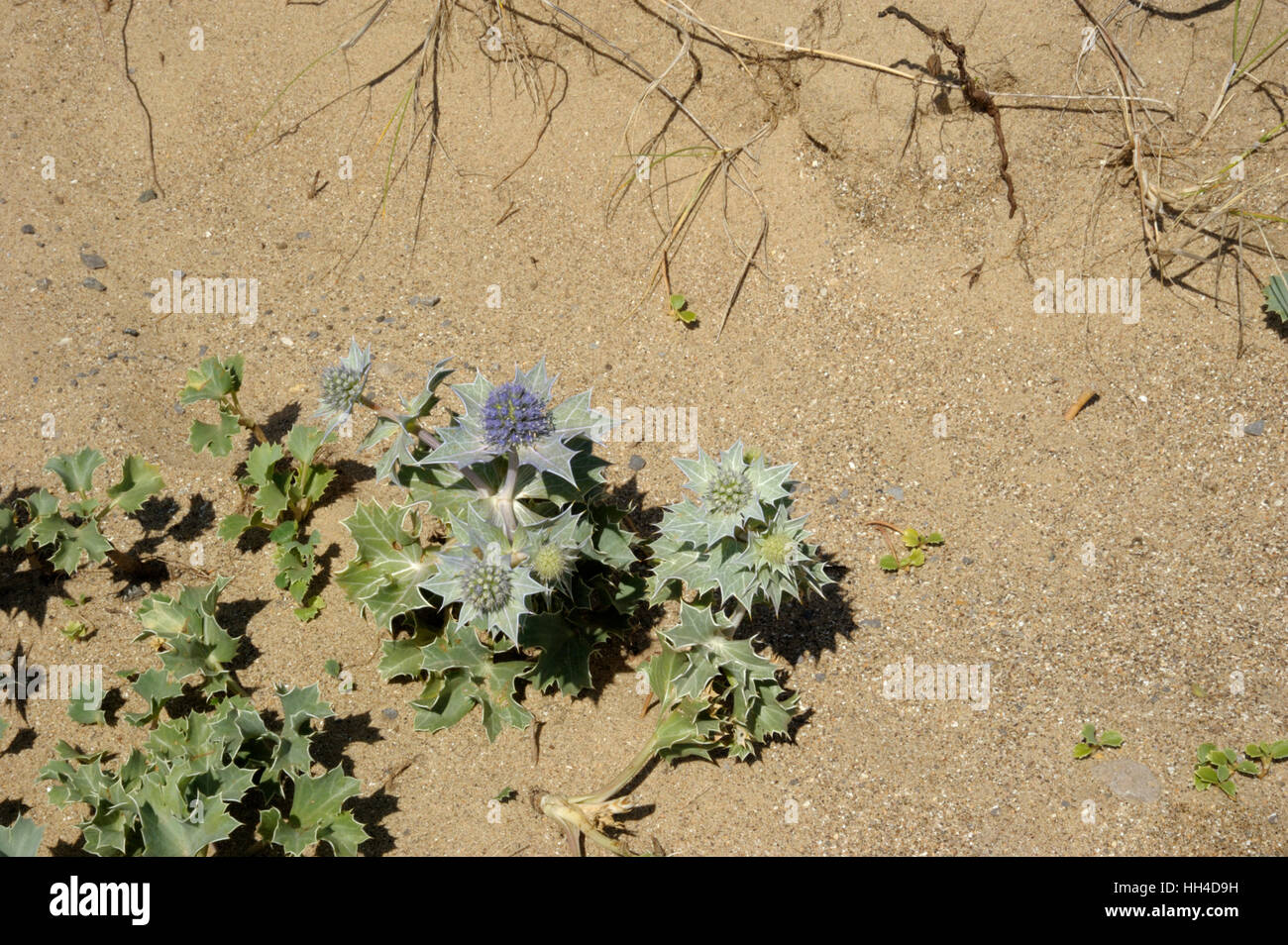 Sea-holly, Eryngium maritimum Stock Photo