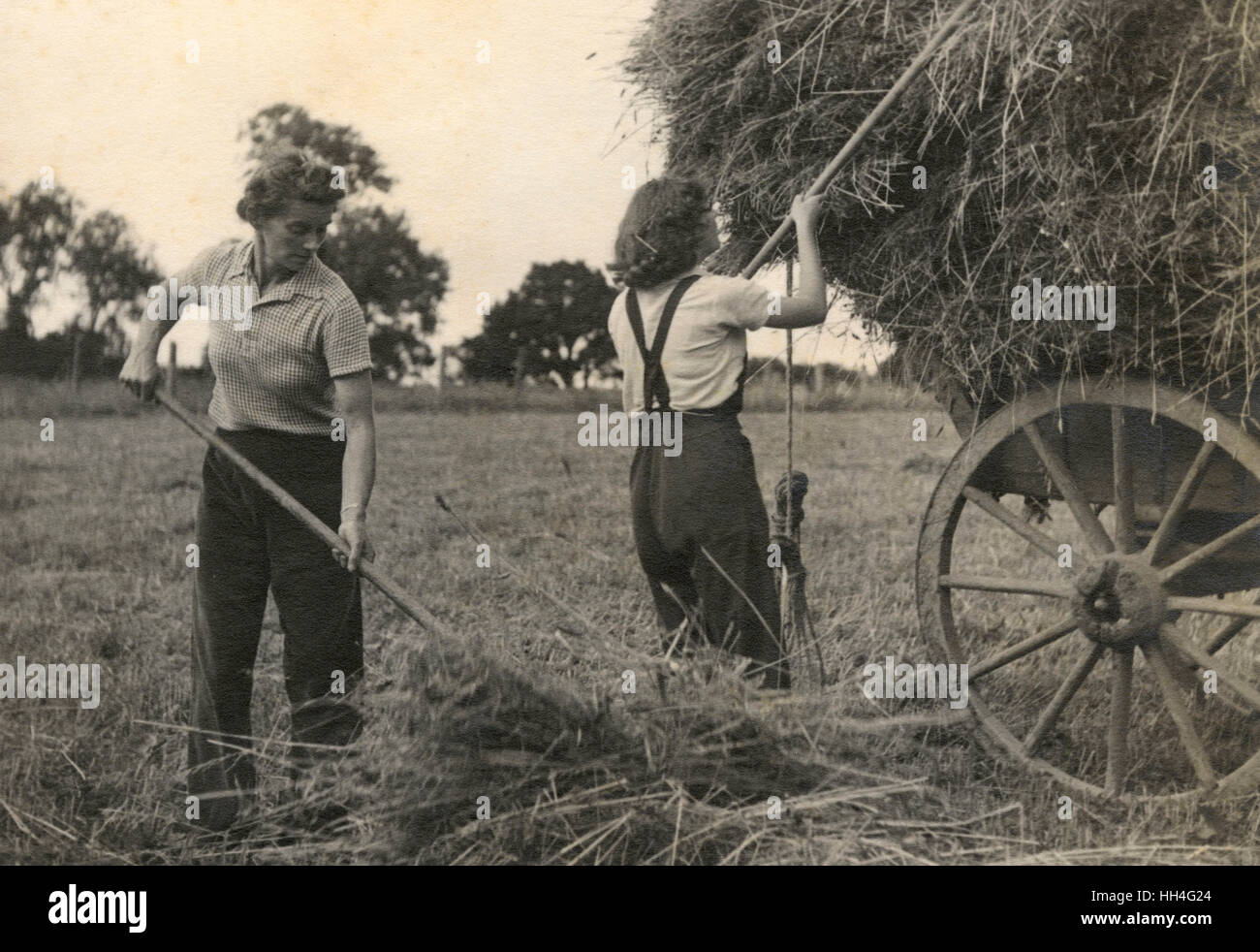 WW2 - Land Girls piling hay onto a wagon (1/4). Stock Photo