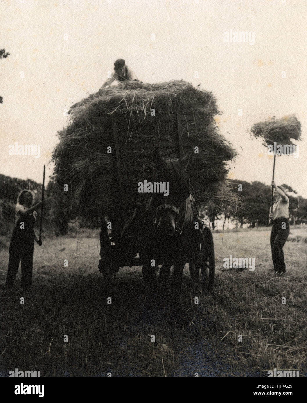 WW2 - Land Girls piling hay onto a wagon Stock Photo