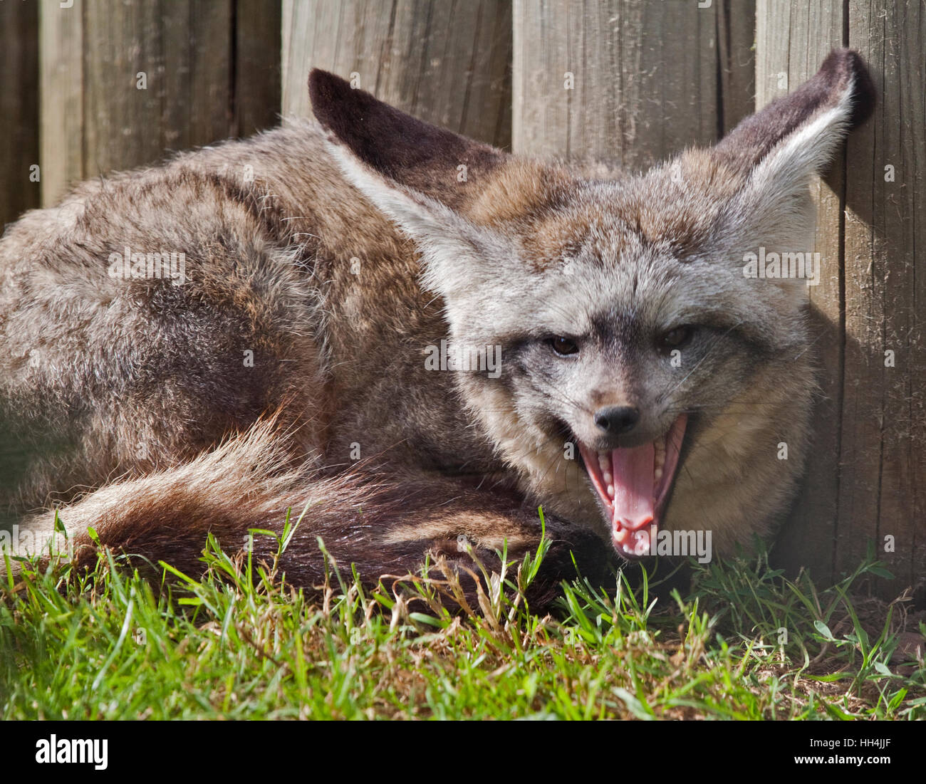 Bat-Eared Fox (otocyon megalotis Stock Photo - Alamy