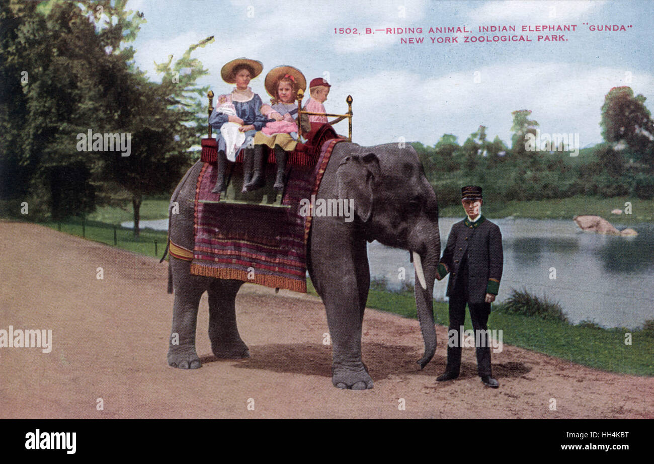 Zoo postcard showing three children riding 'Gunda' the Indian elephant in the New York Zoological Park. Stock Photo