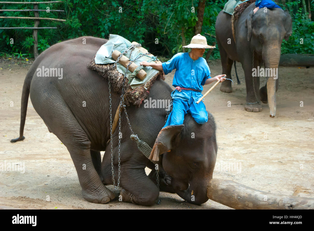 Chiang Dao Elephant Training Center. Chiang Mai province. Thailand. Asia. Stock Photo