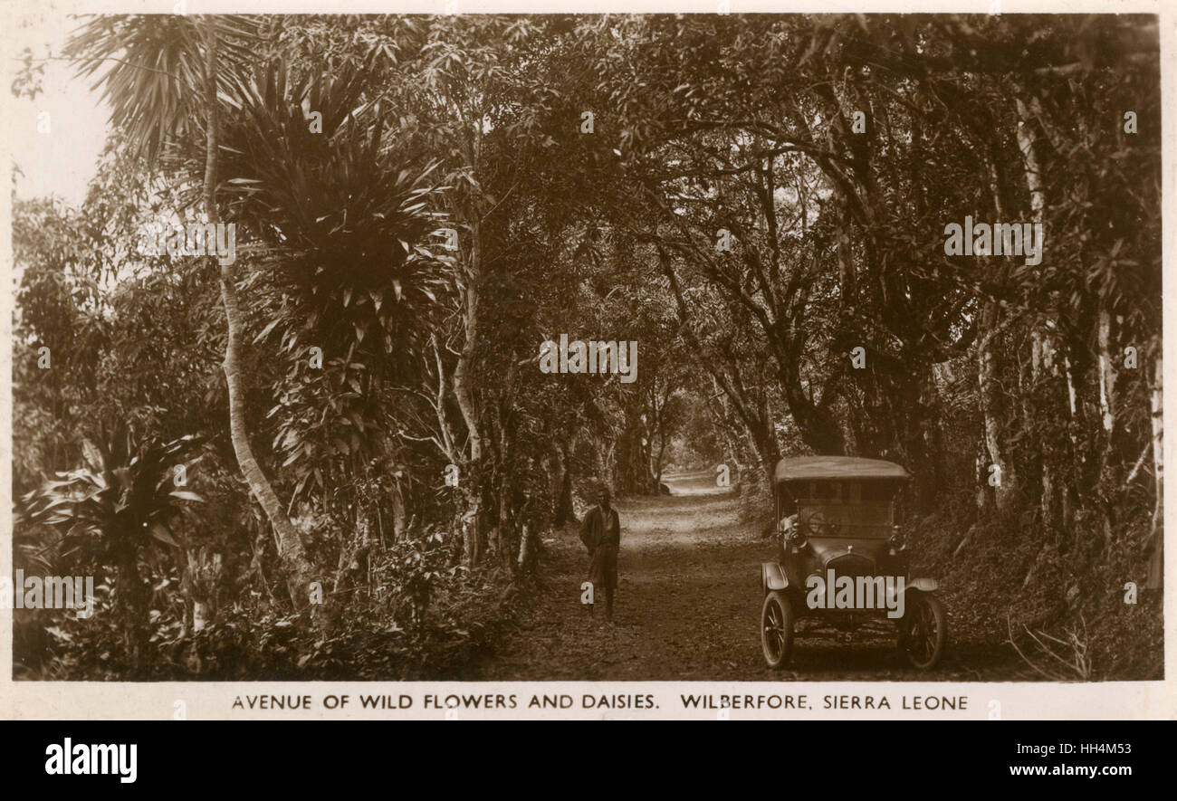 Avenue of wild flowers, Wilberforce, Sierra Leone, Africa Stock Photo