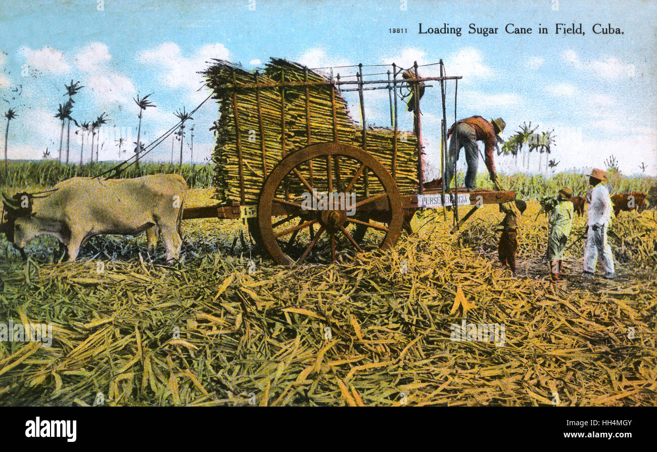 Loading sugar cane in a field, Cuba. Stock Photo