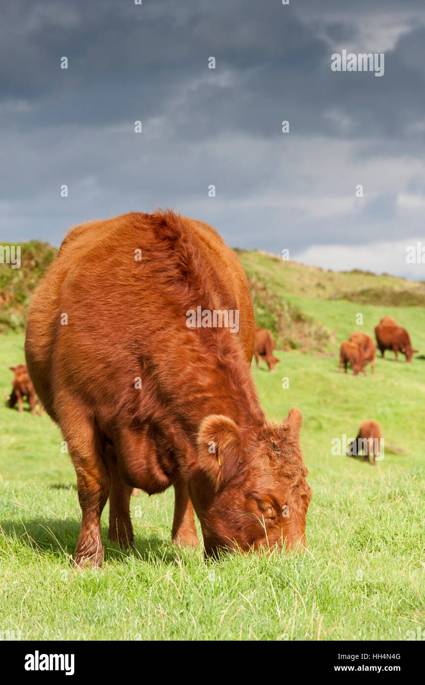 Scottish native Luing cattle grazing on moorland on the Isle of Luing