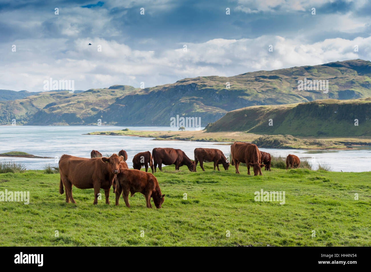Scottish native Luing cattle grazing on moorland on the Isle of Luing, off the west coast of Scotland Stock Photo