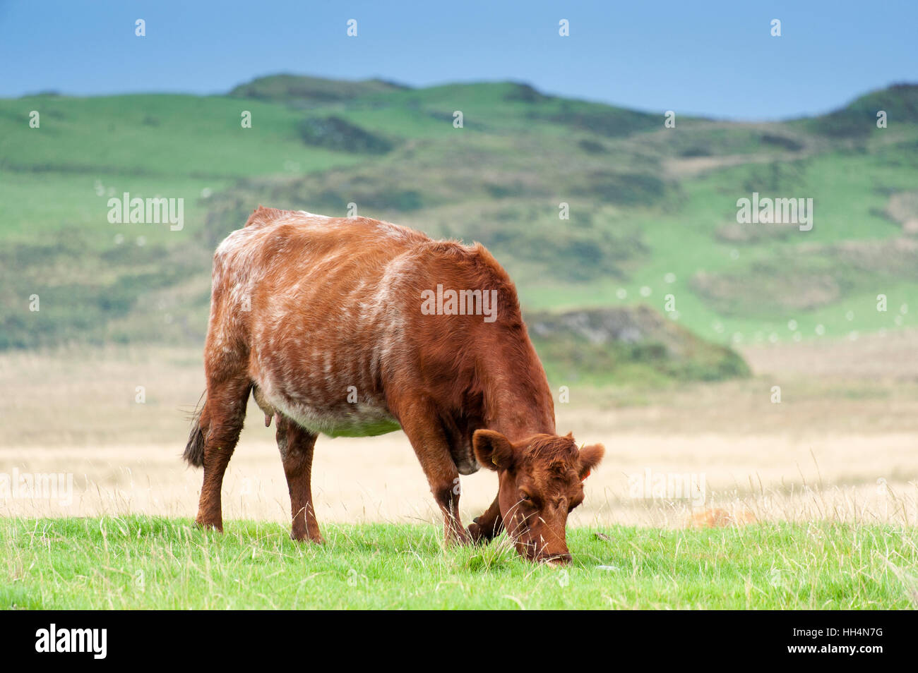 Luing cattle, a British native beef breed, on their home island of