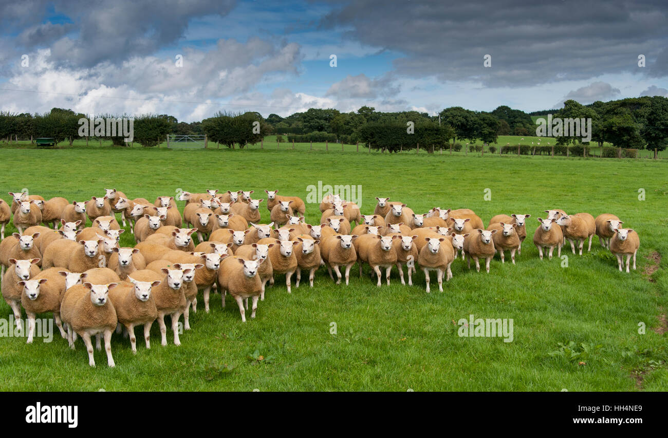 Flock of texel sheep on fresh pasture, Cumbria, UK Stock Photo - Alamy