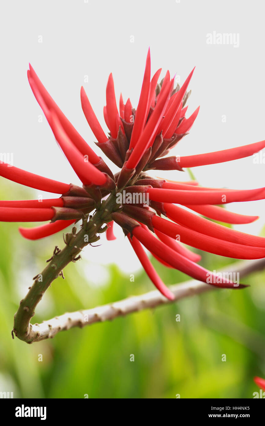 Bloom of Coralina, Erythrina reticulata, Madeira Stock Photo