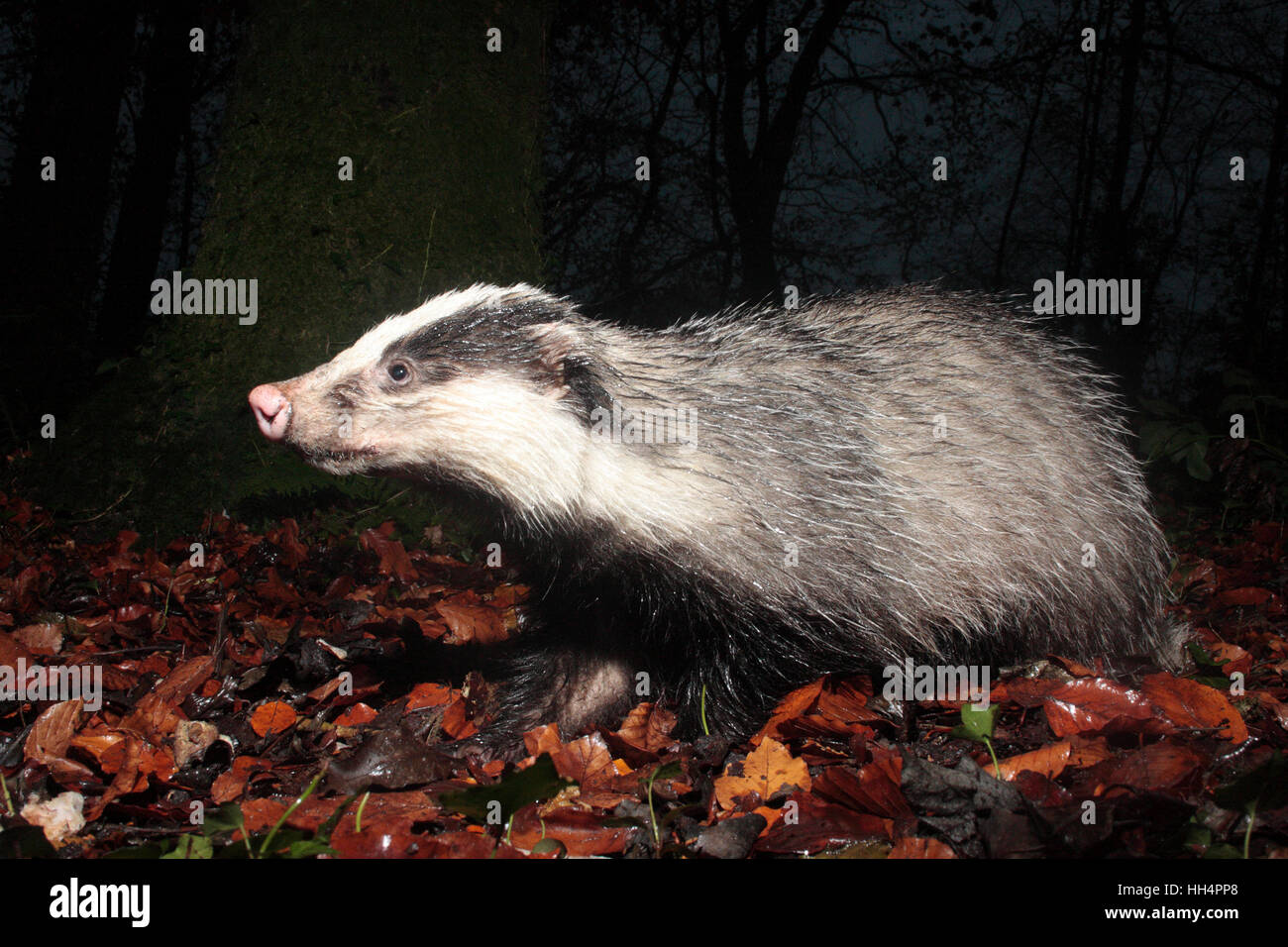 European Badger Stock Photo