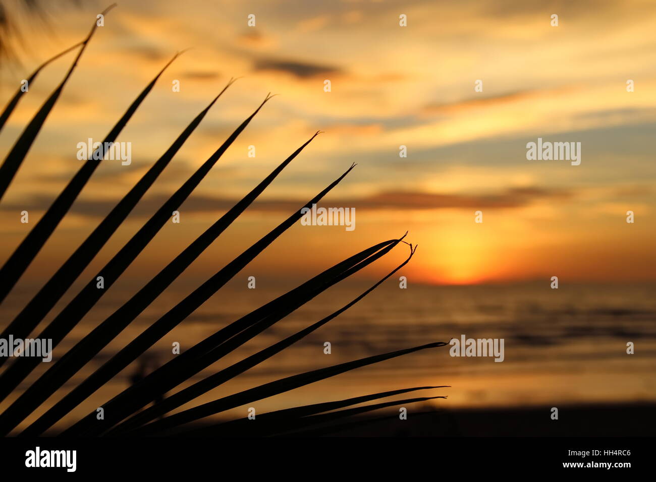 Golden palm leaves hi-res stock photography and images - Alamy