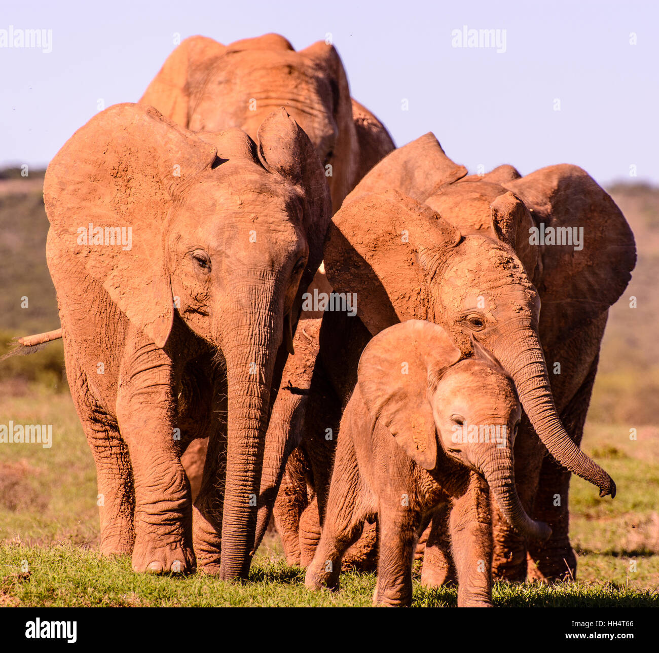 South Africa moving elephant family portrait in color on a sunny day with blue sky - symbolic figurative,  strong team, family, together, baby, joint Stock Photo