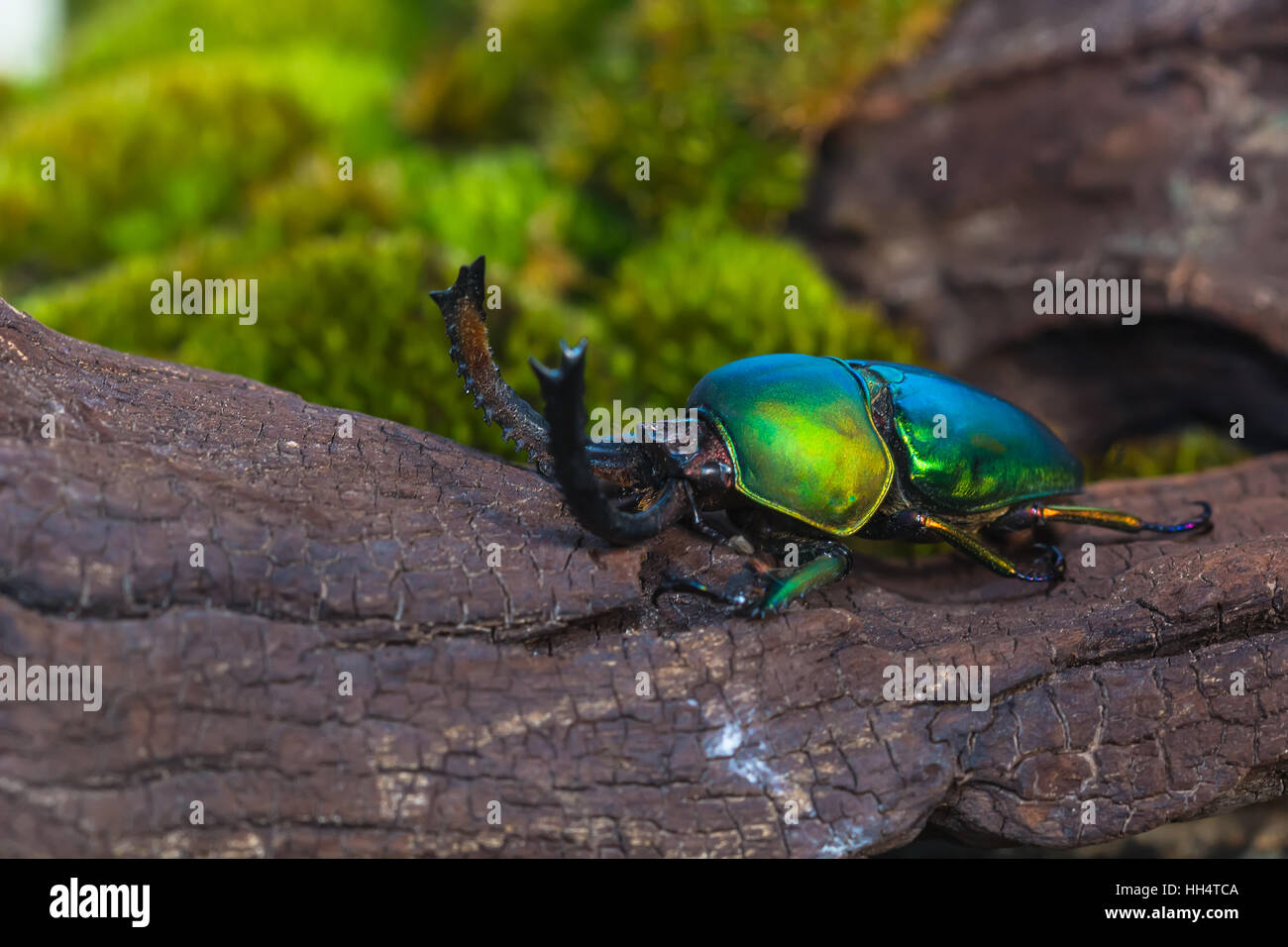 Green Stag Beetle (Lamprima adolphinae) on stump wood with green moss Stock Photo