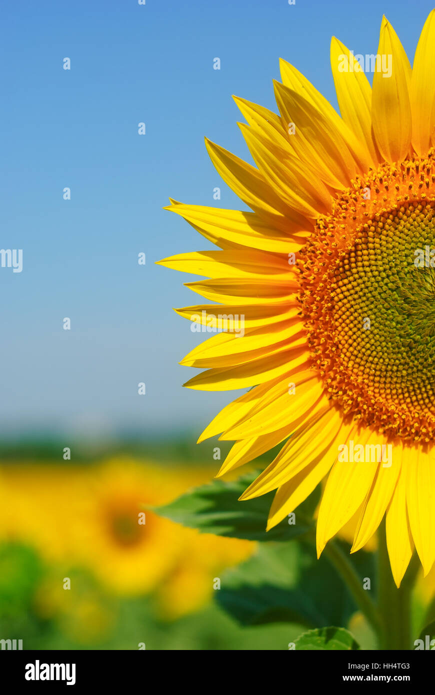 Yellow Sunflower in front of sunflower field Stock Photo - Alamy