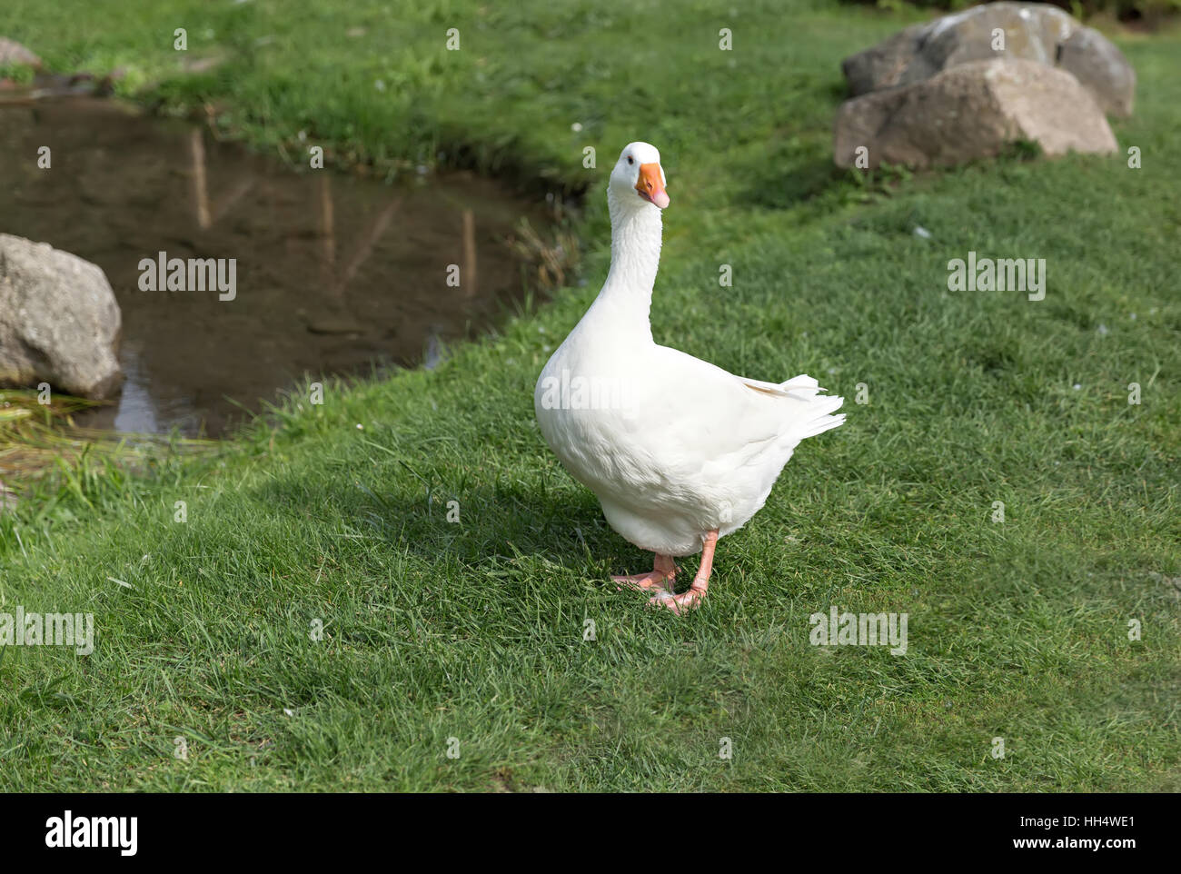single white goose standing on the green grass Stock Photo