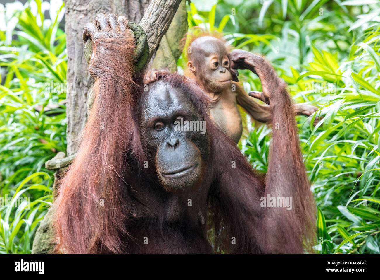 Mother and baby orangutan Stock Photo