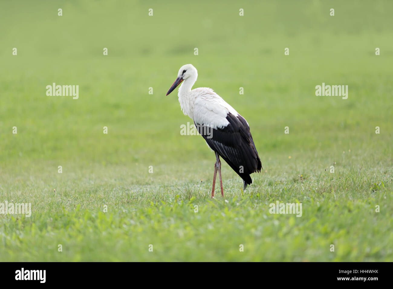 portrait of a stork in its natural habitat Stock Photo